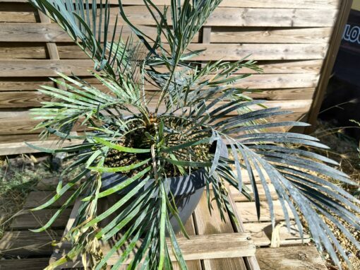 Cycas cupida greffé sur C. revoluta – Image 8