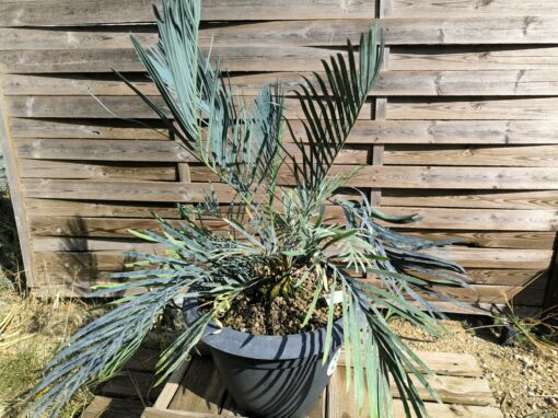 Cycas cupida greffé sur C. revoluta – Image 7