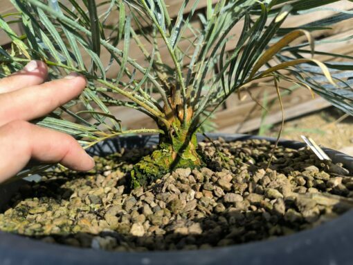 Cycas cupida greffé sur C. revoluta – Image 6
