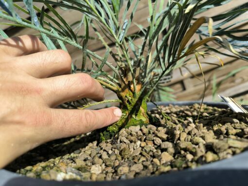 Cycas cupida greffé sur C. revoluta – Image 4