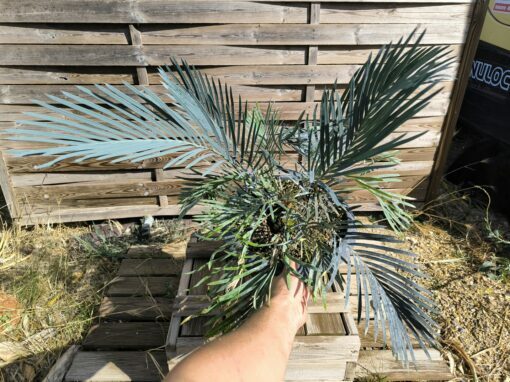 Cycas cupida greffé sur C. revoluta – Image 5