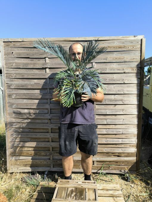 Cycas cupida greffé sur C. revoluta – Image 3