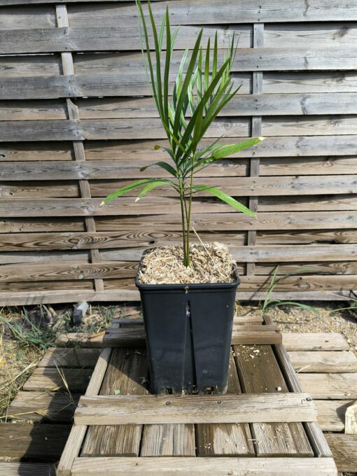 Cycas taiwaniana (syn. hainanensis) – Image 7