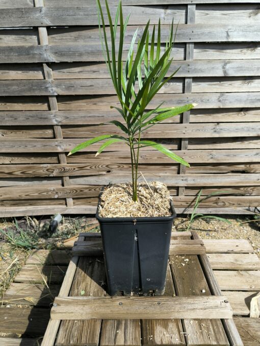 Cycas taiwaniana (syn. hainanensis) – Image 6