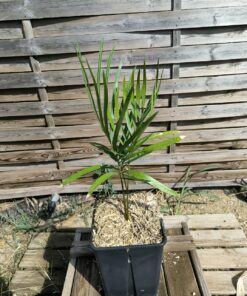 Cycas taiwaniana (syn. hainanensis)