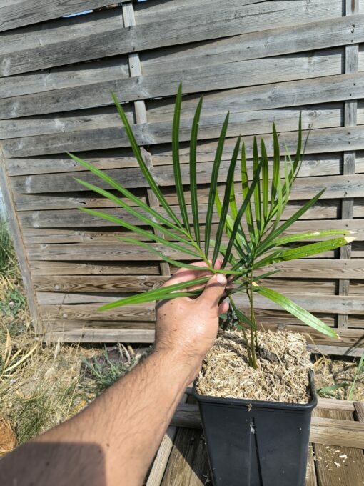 Cycas taiwaniana (syn. hainanensis) – Image 5
