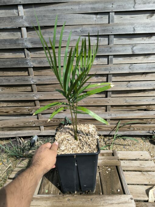 Cycas taiwaniana (syn. hainanensis) – Image 3