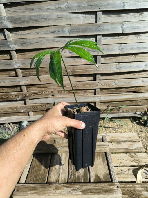 Cycas multipinnata 1 feuille – Image 3