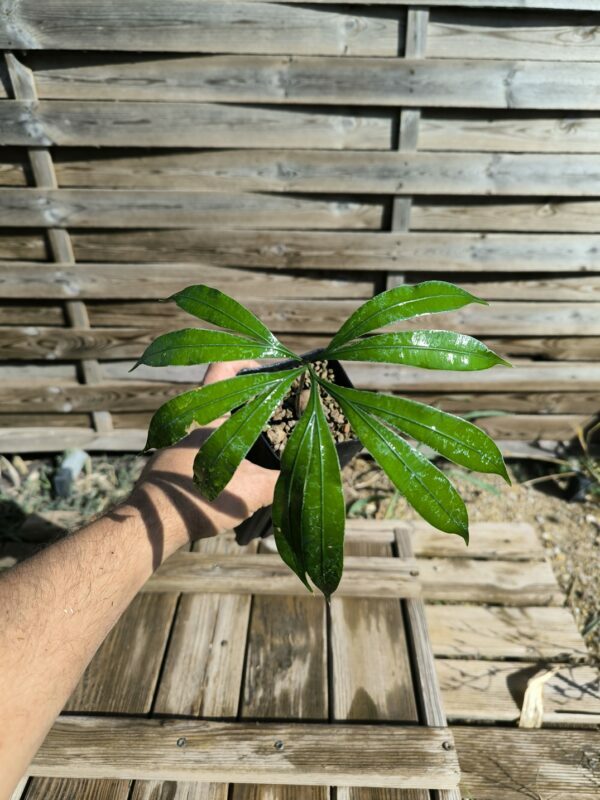 Cycadales