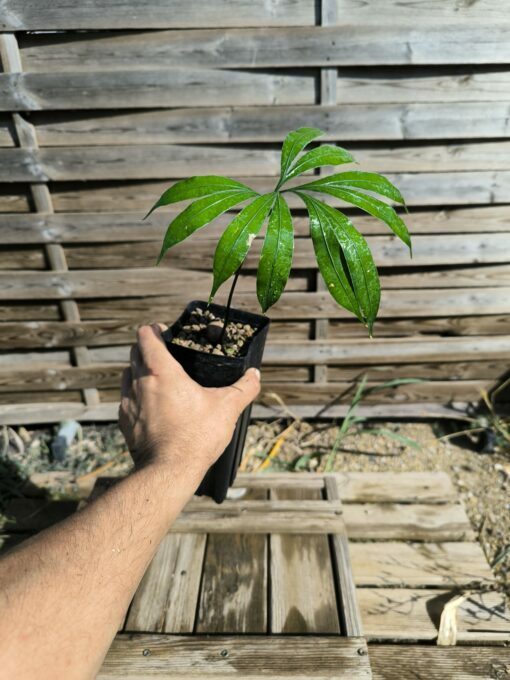 Cycas multipinnata 1 feuille – Image 5