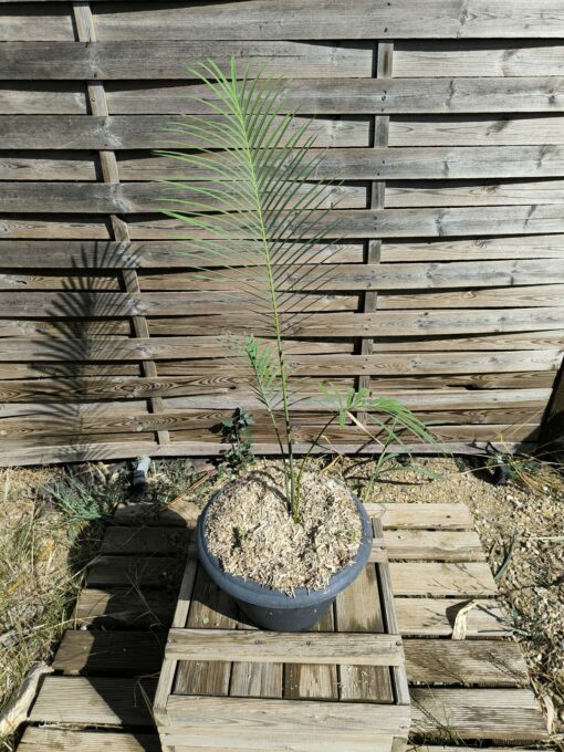 Cycas panzhihuaensis x diannanensis - Image 3