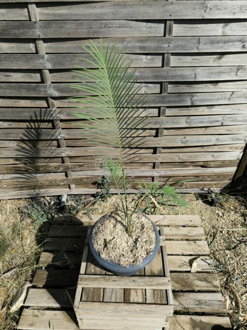 Cycas panzhihuaensis x diannanensis - Image 4