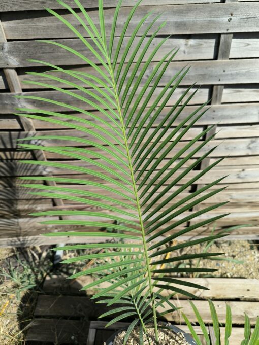 Cycas panzhihuaensis x diannanensis - Image 5