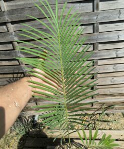 Cycas panzhihuaensis x diannanensis