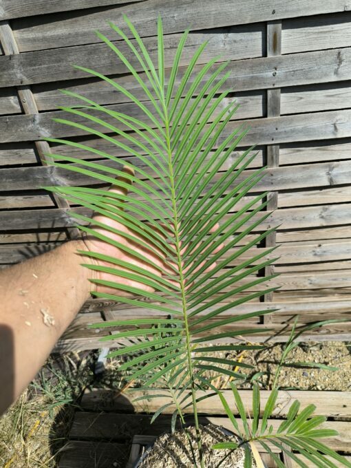 Cycas panzhihuaensis x diannanensis