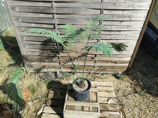 Cycas petraea 6cm caudex – Image 2