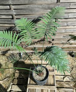 Cycas petraea 6cm caudex
