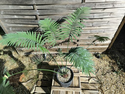 Cycas petraea 6cm caudex