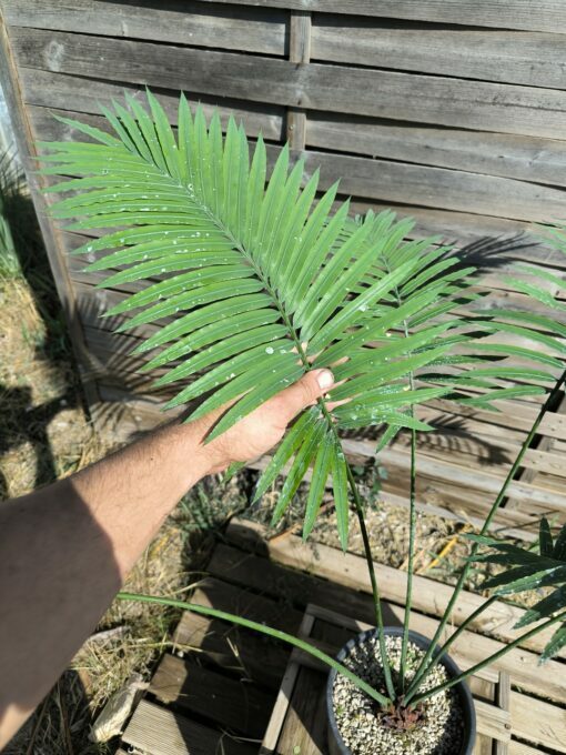 Cycas petraea 6cm caudex – Image 3