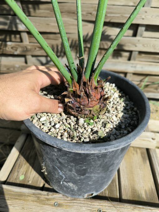 Cycas petraea 6cm caudex – Image 5