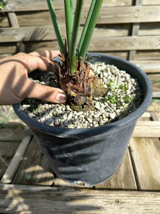 Cycas petraea 6cm caudex – Image 4
