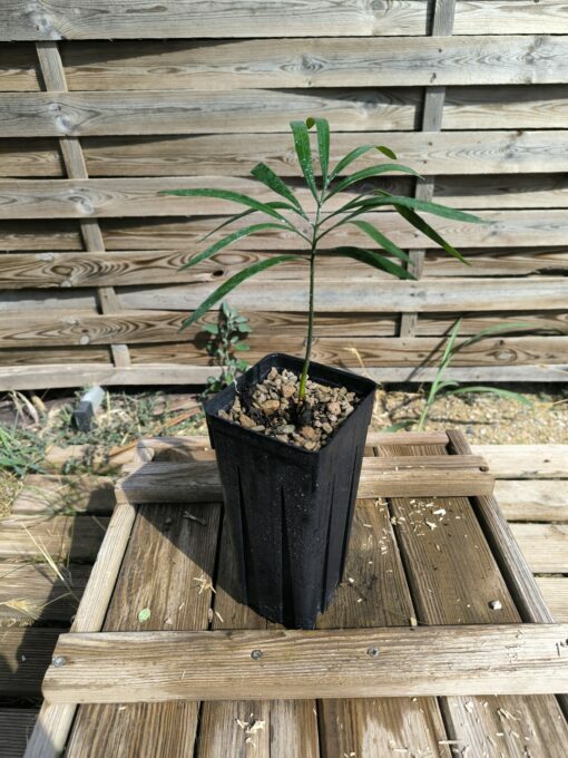 Cycas  revoluta x multipinnata – Image 5