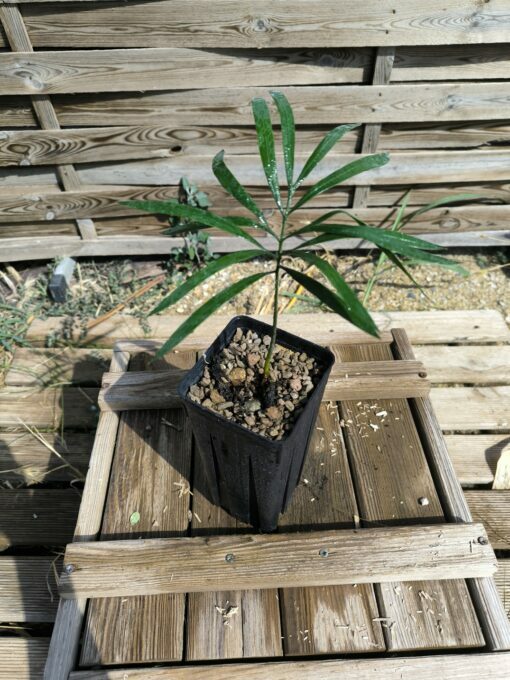 Cycas  revoluta x multipinnata – Image 3