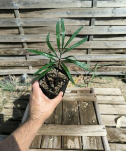 Cycas  revoluta x multipinnata