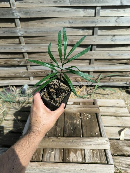 Cycas  revoluta x multipinnata