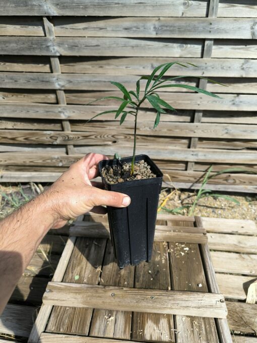 Cycas  revoluta x multipinnata – Image 2