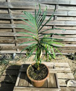 Cycas siamensis "Silver" grafted onto C. revoluta