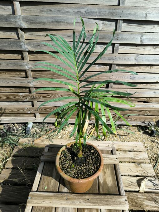 Cycas siamensis "Silver" grafted onto C. revoluta