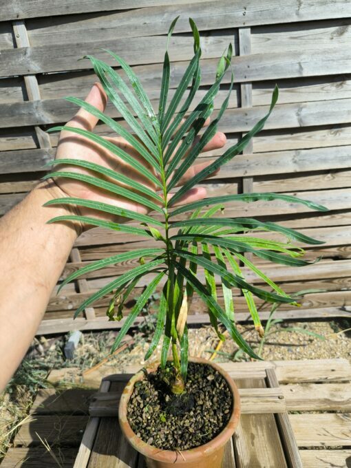 Cycas siamensis "Silver" grafted onto C. revoluta - Image 3