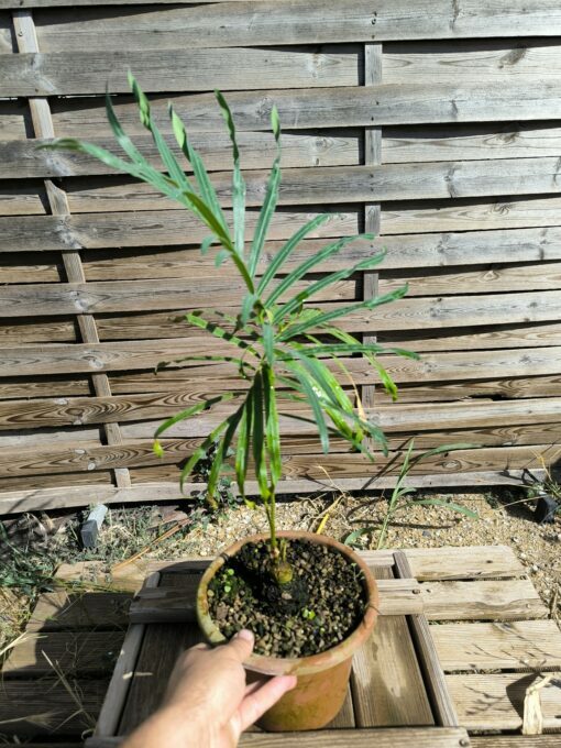 Cycas siamensis "Silver" grafted onto C. revoluta - Image 4