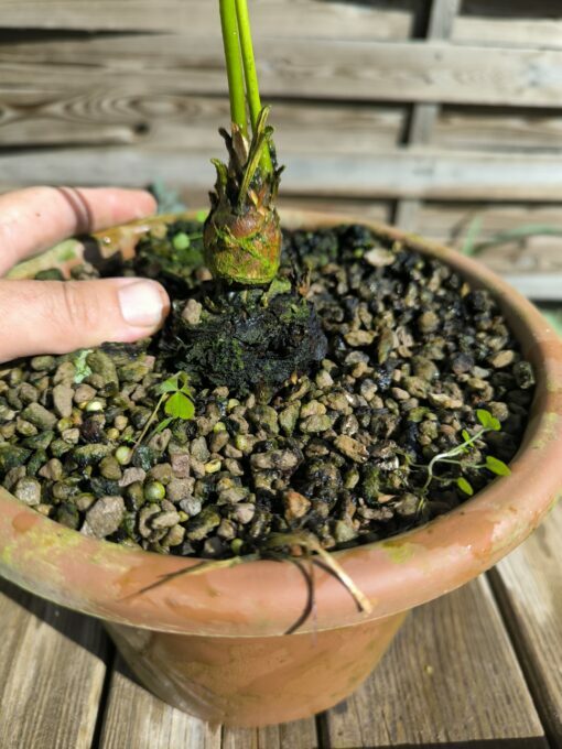 Cycas siamensis "Silver" grafted onto C. revoluta - Image 6