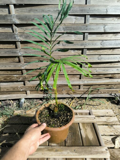 Cycas siamensis "Silver" grafted onto C. revoluta - Image 7