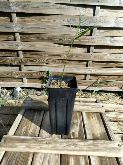 Cycas yorkiana - Image 2