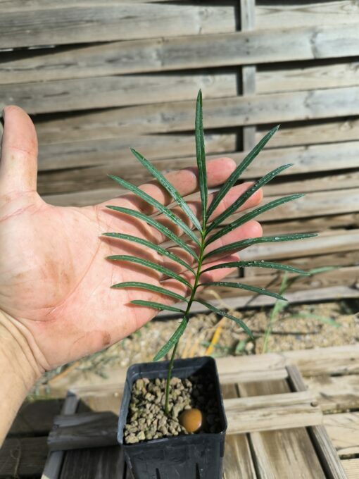 Cycas yorkiana - Image 3