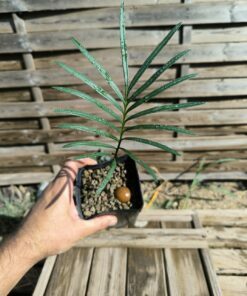 Cycas yorkiana