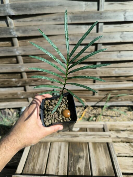 Cycas yorkiana