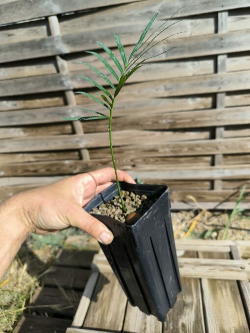 Cycas yorkiana - Image 5