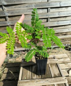 Delonix velutina