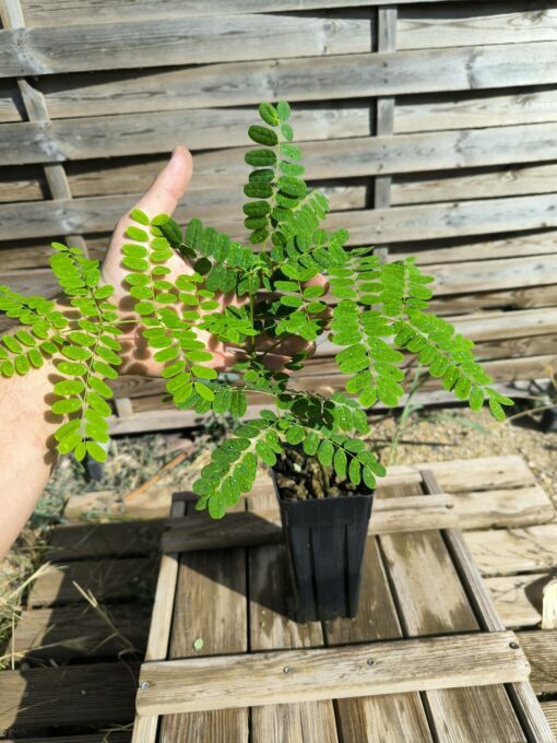 Delonix velutina