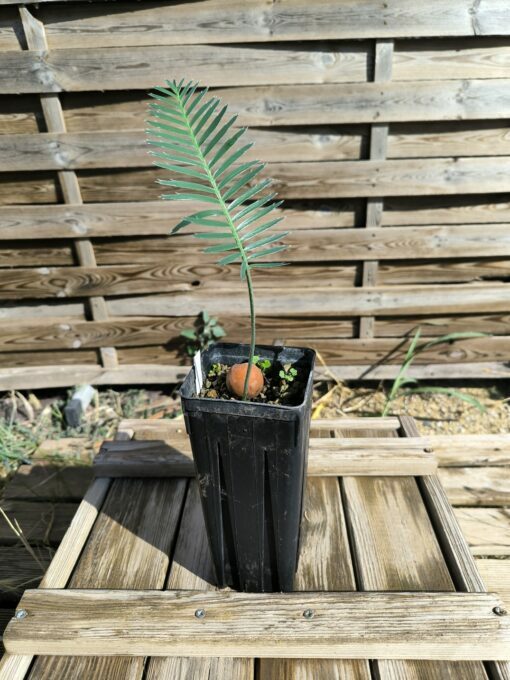Dioon argenteum - Image 4