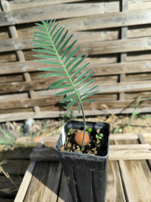Dioon argenteum - Image 2