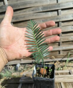 Dioon argenteum