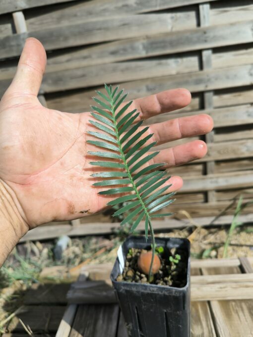 Dioon argenteum