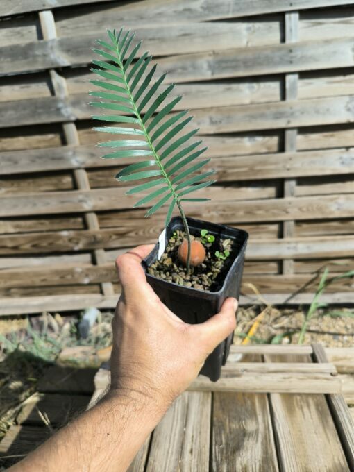 Dioon argenteum - Image 3