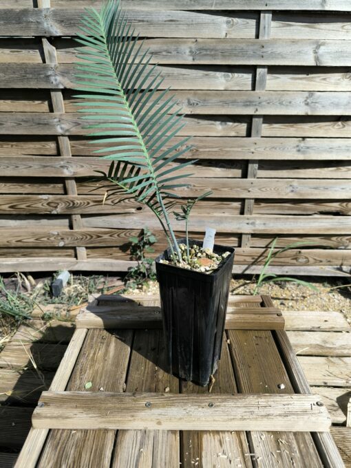 Dioon califanoi 3cm caudex - Image 3