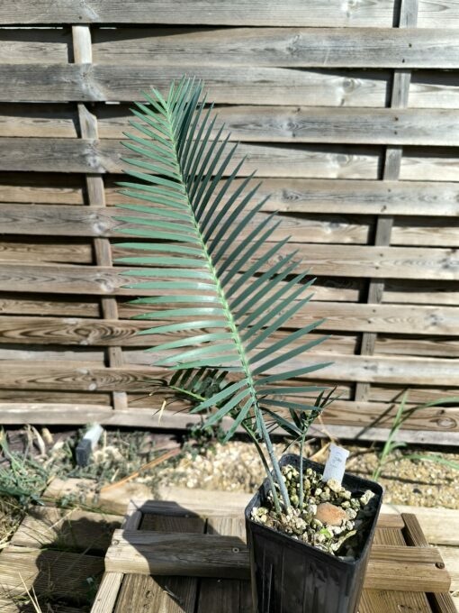 Dioon califanoi 3cm caudex - Image 6